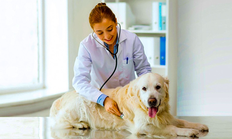 Pet Clinic For Dog