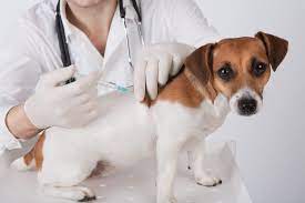 24 Hrs Dog Clinic