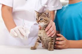 Pet Clinic For Cat