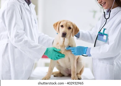 Best Pet Clinic