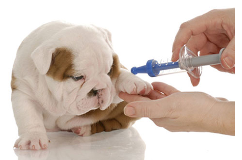 VACCINATION CENTRE FOR DOG AND CAT